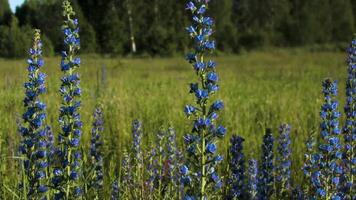 Blau Lupine Blumen im das Grün Sommer- Wiese. kreativ. schließen oben von frisch und schön Blumen im das Feld unter das leuchtenden Sonne. video