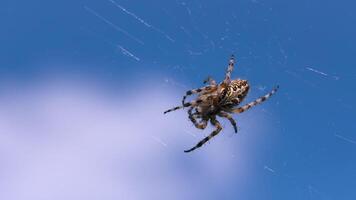 salvaje depredador araña en web. creativo. grande araña en web en antecedentes de azul cielo. araña se sienta en web en verano prado video