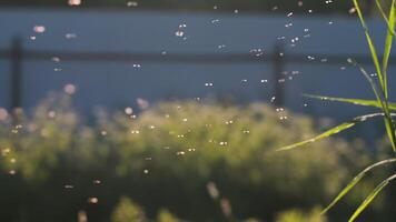 fliegend Mücken. kreativ. schweben im das Sonnenlicht sind klein schwarz Insekten mit ein Zaun sichtbar hinter ihnen. video