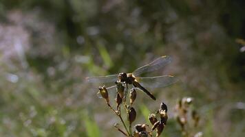 Dragonfly on a flower. CREATIVE. Close shot with a yellow flower and a dragonfly against a green meadow. Dragonfly flies and sits on a branch against a brown field video