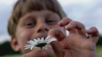 a Garoto é segurando uma flor dentro dele mãos. criativo. uma pequeno criança cheira uma camomila e lágrimas fora a pétalas. fechar tiro do Bêbês face e flor video
