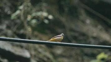hermoso pájaro. creativo. el bonita amarillo pájaro es mirando para comida mientras es Weating para su Pareja video
