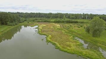 klein meer in de Woud in zomer. voorraad filmmateriaal. antenne visie van moerassig terrein, weide en bosje. video