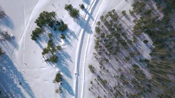 il distese di il inverno foresta. clip. a volo d'uccello Visualizza. un' enorme nevoso bianca foresta con grande innevato Natale alberi su un' blu cielo sfondo. video