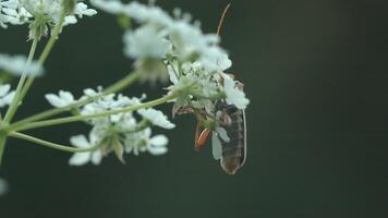 un saltamontes en un flor . creativo. un naranja saltamontes con un largo Bigote quien se sienta en blanco pequeño flores y se menea su Bigote . video