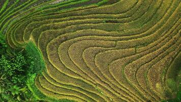 Rice terraces with palm trees in Bali view from above video