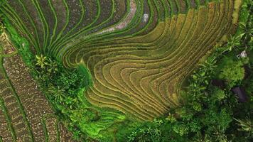 riz terrasses avec paume des arbres dans bali vue de au dessus video