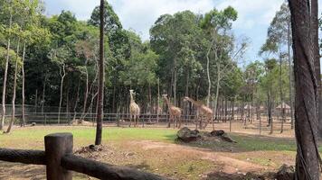 fechar-se do uma dois girafas contra do alguns verde árvores video