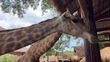 avvicinamento di un' Due giraffe contro di alcuni verde alberi video