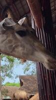 fechar-se do uma dois girafas contra do alguns verde árvores video