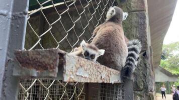 anel rabo lêmure catta sentado dentro jardim zoológico jaula. Madagáscar lêmure sentado dentro cela a partir de selvagem natureza. video