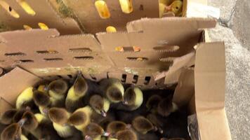 Small yellow geese pluck. Chicks eating. in cardboard boxes video