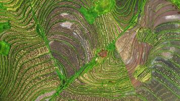 Grün Reis Feld mit Wasser oben Aussicht video