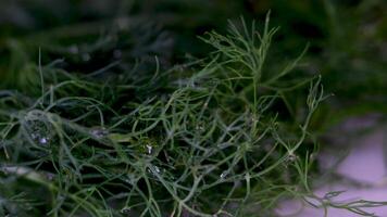 Big bunch of fresh green dill isolated on white background video