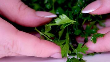 Isolated fresh parsley leaves against bright white background, dolly shot video