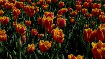 Rows of blooming colorful tulips on a spring farm in Mount Vernon, Field of tulips yellow and red. Skagit County Tulip Festival, video