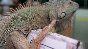 of an iguana walking on a cement floor video