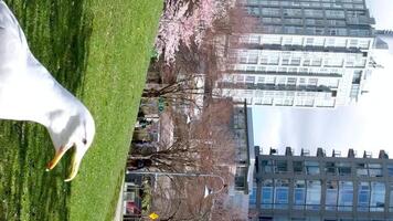 David Lam Park seagulls stroll through a blooming park looking for food flying in the sky against the backdrop of skyscrapers huge white wings bird good sunny weather vancouver video