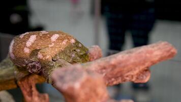 detailopname van de hoofd van nieuw caledonisch reusachtig gekko Aan boom Afdeling. video