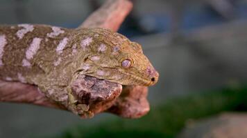 Nahansicht von das Kopf von Neu kaledonisch Riese Gecko auf Baum Ast. video