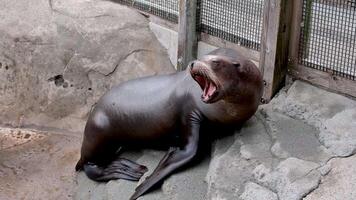 female or male sea lion growls strongly raising his head twists it in different directions opening wide mouth in the zoo on stones near the net animals in captivity eared harbor seals video