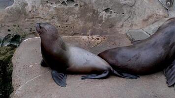 settentrionale pelliccia foca dalle orecchie foche piccolo cucciolo si arrampica su il suo madre guardare per seni vuole latte foche riposo su il riva famiglia relazioni fra animali mammiferi video