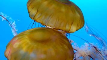 japonês mar urtiga medusa Dansing dentro a Sombrio azul oceano água. a japonês mar urtiga, ou crisaora pacifica medusa. video