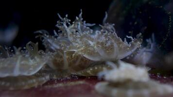 al revés abajo Medusa cerca arriba Disparo de linda al revés abajo Medusa antecedentes para ninguna texto publicidad Mariscos vida debajo agua Oceano mar belleza vivo seres video