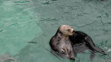 mar nutria en el piscina arañazos sus espalda con sus posterior pierna el animal nada en claro agua de cerca muestra el ojos, nariz y otro partes de cuerpo mar nutria Vancouver acuario, antes de Cristo, Canadá video