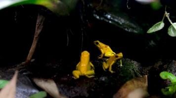 dourado Poção rã phyllobates terríveis dourado Poção rã dentro seus natural habitat video