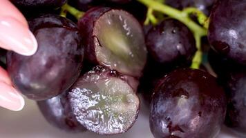 Grapevine growth set of elements, Planting process of grape from seeds, bud break, flowering, fruit set, veraison, harvest, ripe grape bunch. video