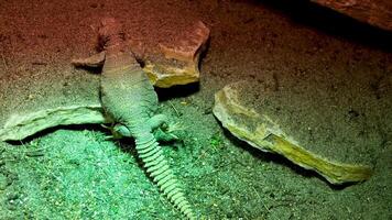 florido uromastyx uromastyx ornata, comúnmente llamado el florido mastigura, es un especies de lagartija en el familia agamidae video