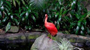 Scarlet ibis, Eudocimus ruber, bird of the Threskiornithidae family, admired by the reddish coloration of feathers, a consequence of crustaceans-based food video