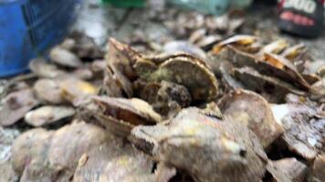 The cook cleans a clam or oyster from the shell with a knife video