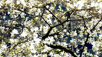 Blossom flowers magnolia tree in spring video