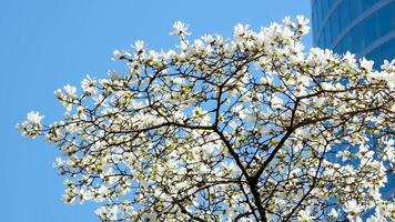 Burr Bahnhof schön Bäume blühen im Frühling im April in der Nähe von Wolkenkratzer und Skytrain Bahnhof Magnolie Kirsche blühen japanisch Sakura Weiß rot Blumen verschlingen Blau Himmel ohne Wolken Innenstadt Aussicht video