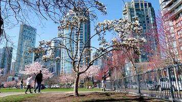 Menschen genießen Park auf sonnig Tag. schön Kirsche blühen auf Hintergrund. Vancouver, BC, Kanada. David lam Park. April Vater und Tochter gehen unter blühen Bäume. schön Natur. video