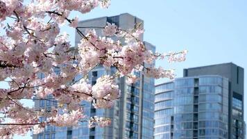 kers bloesems in vol bloeien in de stad bloeiend sakura kers bloesem Afdeling met wolkenkrabber gebouw in achtergrond in lente, Vancouver, v.Chr., Canada. david lam park video