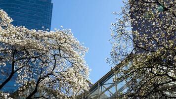 burrard stazione bellissimo alberi fioritura nel primavera nel aprile vicino grattacieli e skytrain stazione magnolia ciliegia fiorire giapponese sakura bianca rosso fiori inghiottire blu cielo senza nuvole centro Visualizza video