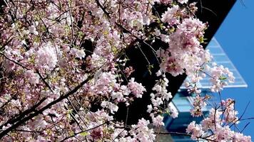 Kirsche Blüten in der Nähe von Burr Bahnhof im Kanada Vancouver Treppe zu Wolkenkratzer Laterne Frühling Schönheit von Natur Weiß Handläufe zum Klettern von Himmel Zug Bahnhof Nein Menschen Ruhe Tag hell Himmel video