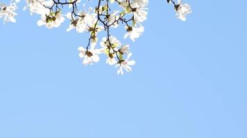 wit magnolia bloemen voorjaar tegen lucht banier met kers bloesems Aan zonnig achtergrond mooi voorjaar achtergrond van natuur met een Afdeling van bloeiend kers bloeit. kopiëren plaats voor tekst video