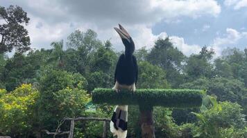 Super goed neushoornvogel portret safari voor rauw niet vogelstand yaks uitvoeren in de park vogel tonen vogel met een groot bek video