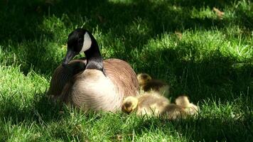 Canadian geese basking in sun female with three small cubs chicks sleep cuddled up to mother female relaxed closes eyes and raises head warily taking care of offspring Canada geese in Vancouver nest video