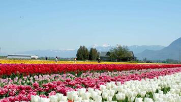 Dosen doppelt Weiß Tulpen Reihen von Weiß Tulpen im Garten Istanbul video