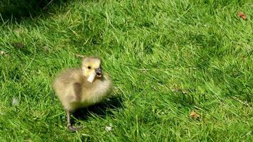 small chick found a piece of bread bread stuck in the throat knock out food with paw and from beak waving head on green grass freshly fledged Canada goose cub people feed birds choke on food video