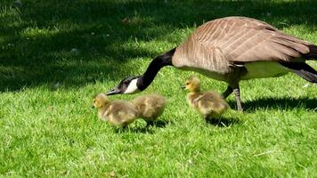 Canadees gans vrouw beschermen nakomelingen rekken nek vooruit wandelen voorzichtig broeden pluizig veren nieuw geboren baby vogelstand wandelen Aan groen gras en worden waakzaam nemen zorg van leven van ganzen in Vancouver video