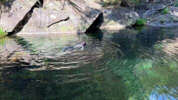 in Portugal in a mountain river after bathing a man dresses beautiful nature transparent water Fully mirrors the sky and trees video