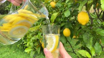 from a transparent jug against the background of a lemon tree, lemonade is poured into a glass glass close-up video