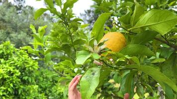 hembra manos arrancar un maduro limón en un árbol allí son verde hojas y limón flores video