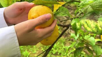 skörd citroner händer plockning en citron- från en träd video